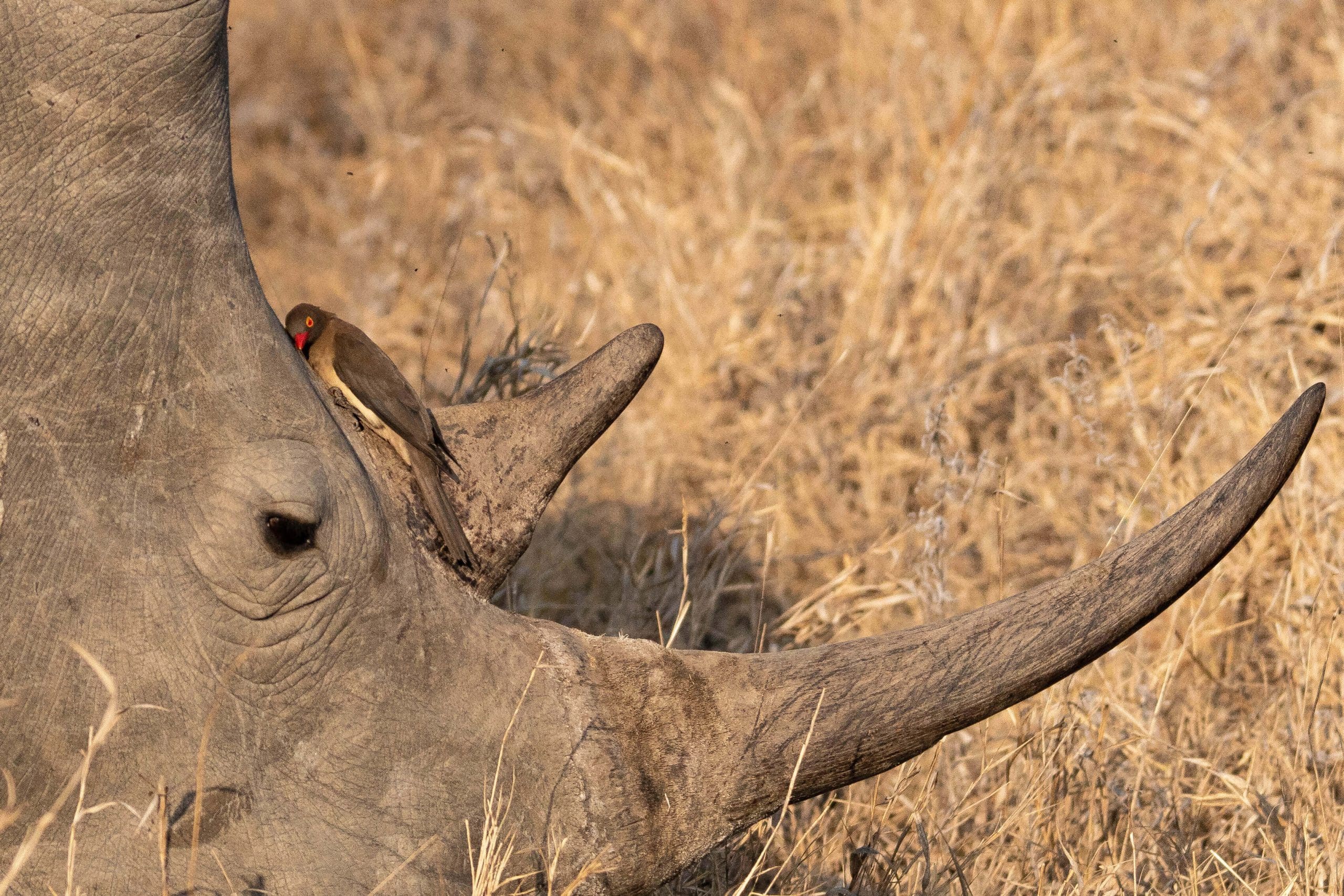 Marepe Mountain View rhino big five oxpecker birding attractions things to do