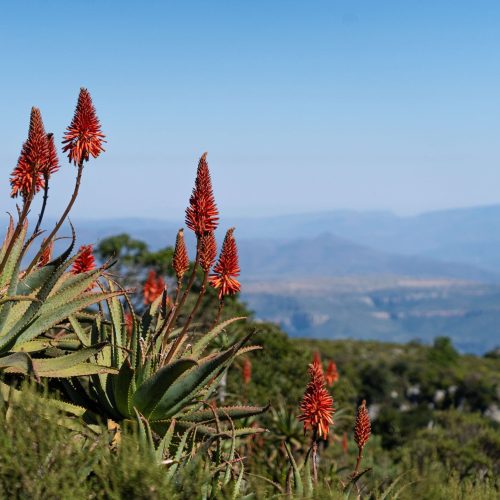 Marepe Mountain View attractions hike birding walk mariepskop aloes